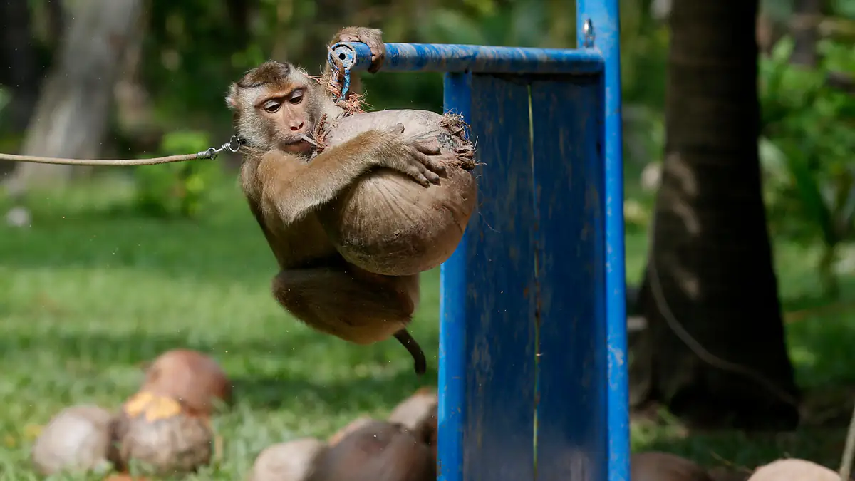 Debatte entfacht: Ist das Kokosnuss-Lied rassistisch?