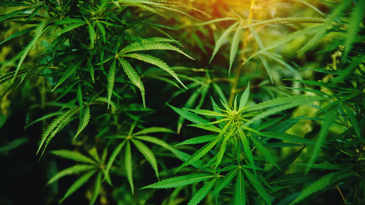 Riesige Hanf-Plantage in Düsseldorf entdeckt