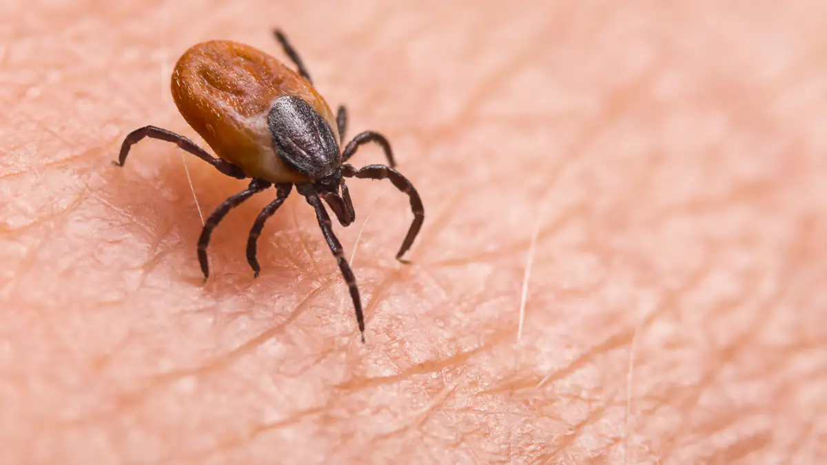 Forscher warnen vor Heartland-Virus: Multiples Organversagen droht