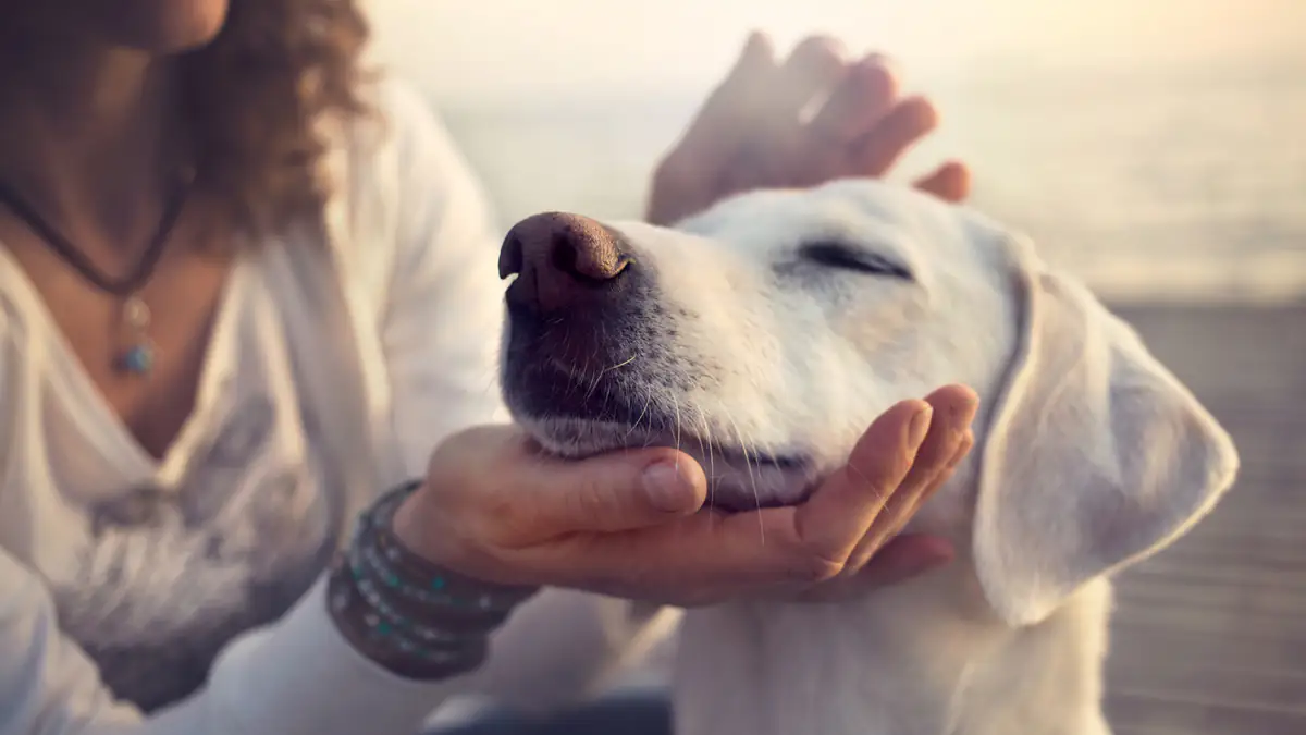 Forscher wollen das Leben von Hunden verlängern