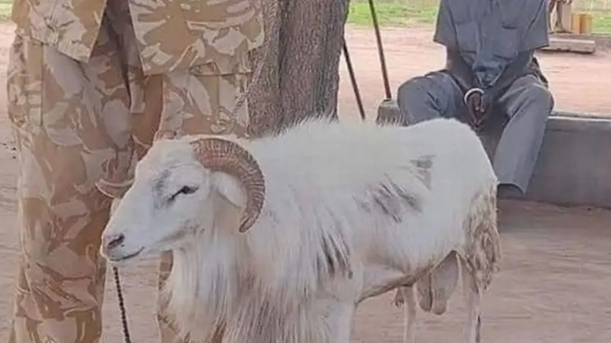 Gericht verhängt jahrelange Haftstrafe für mordlüsternen Ziegenbock