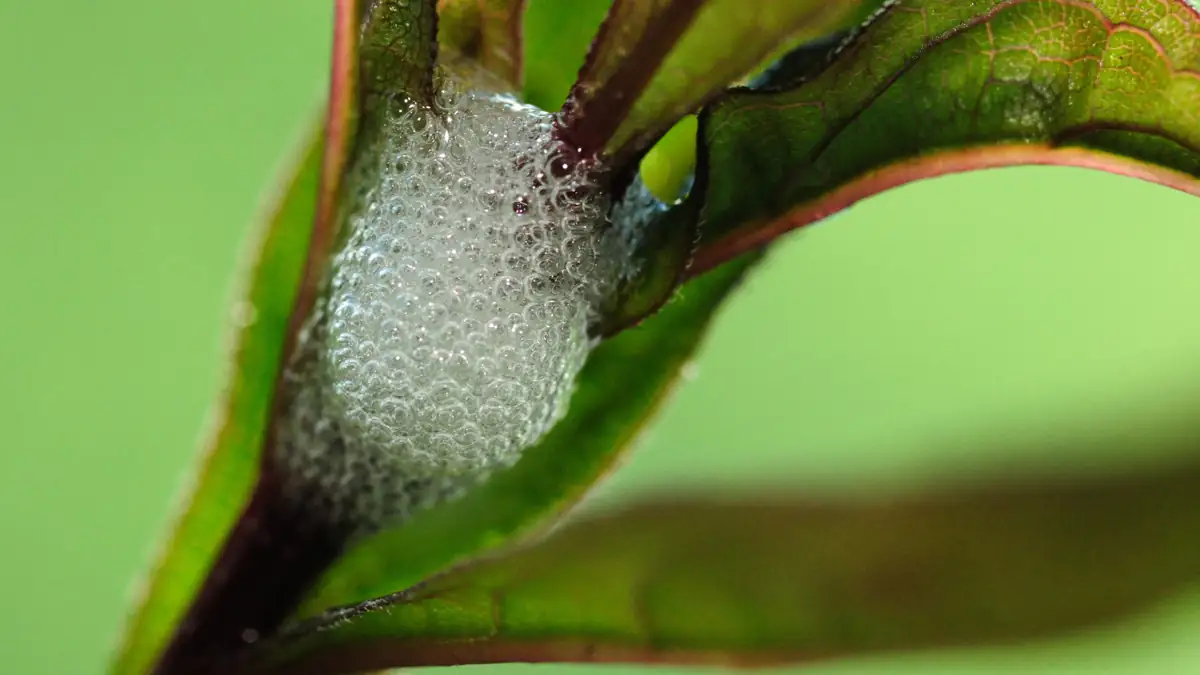 Experten warnen vor einem der gefährlichsten Krankheitserreger der Welt