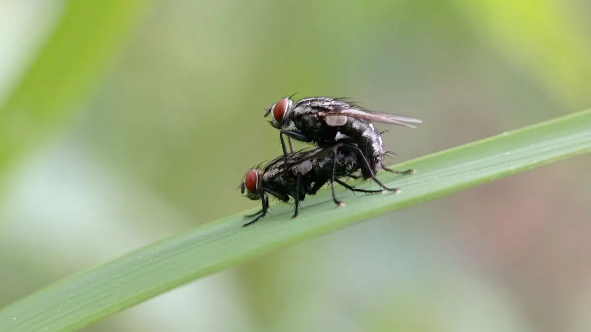 Wissenschaftler steuern Fliegen und machen sie sexsüchtig