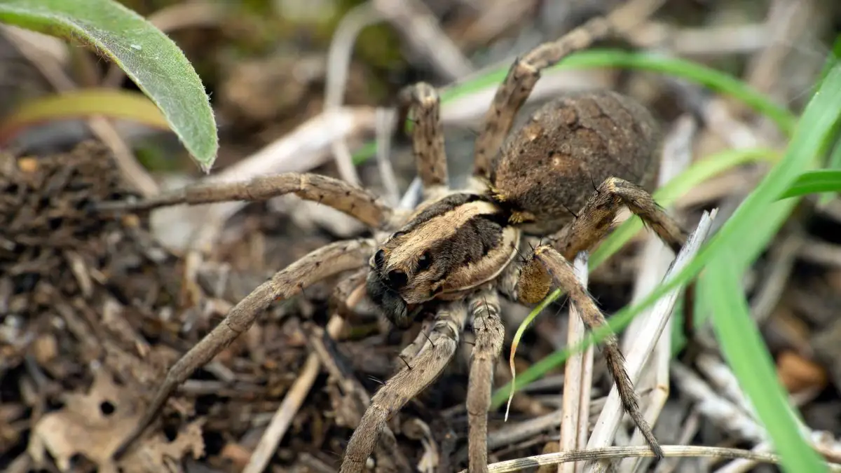 Neue Methode: Spinnen werden wiederbelebt und in "Necrobots" verwandelt