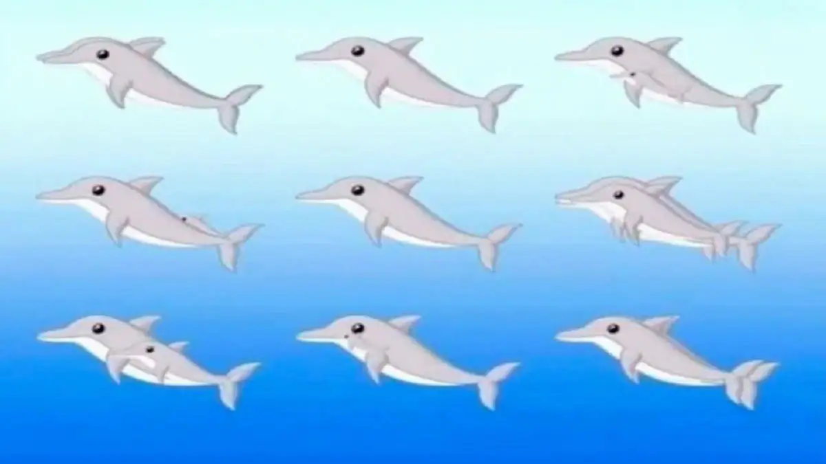 Optische Täuschung: Wie viele Delfine sind zu sehen?