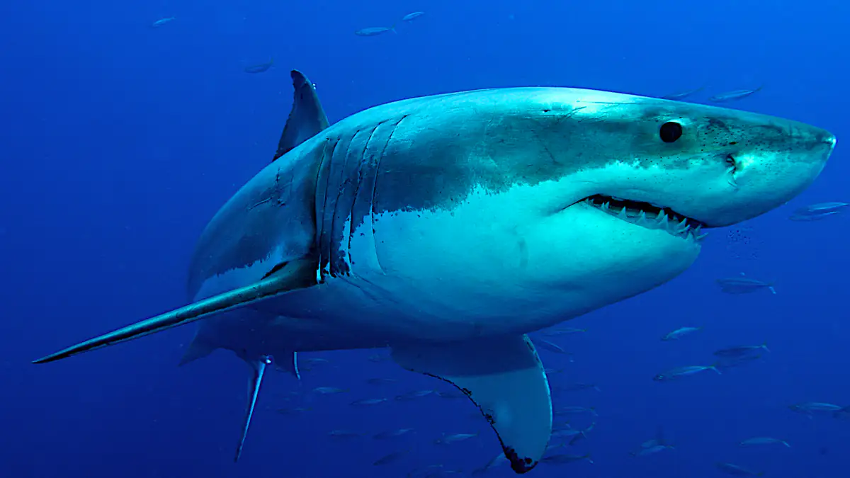 Mitten am Traumstrand: Touristin stirbt durch Hai-Attacke