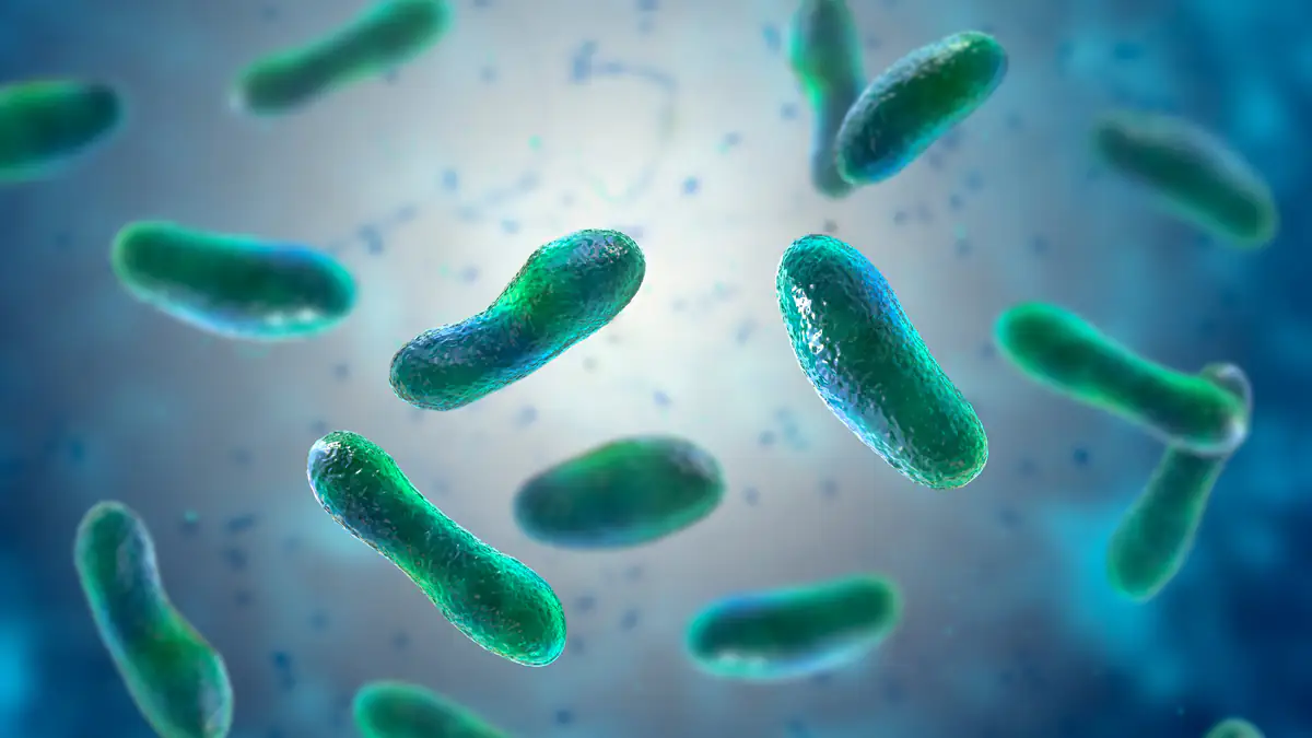 Seltenes Q-Fieber in Norddeutschland ausgebrochen