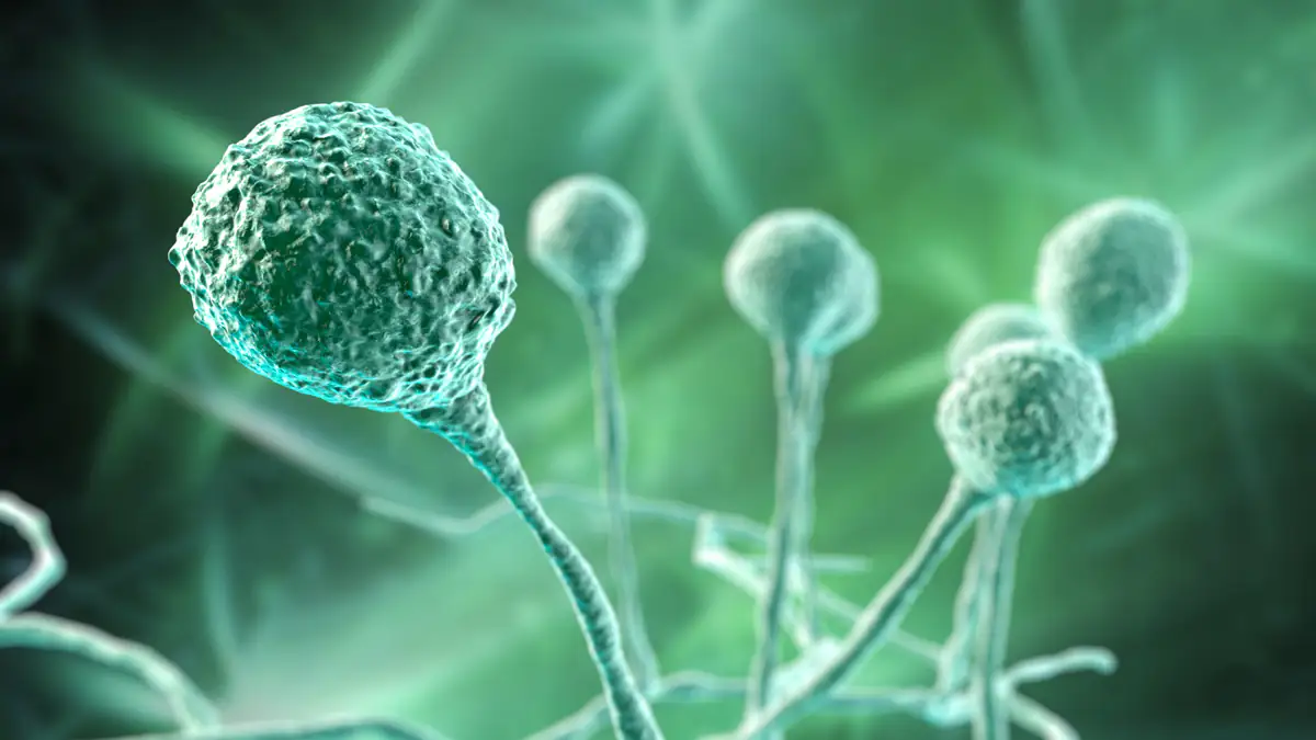 „Besorgniserregend“: Pilz-Erreger breitet sich aus