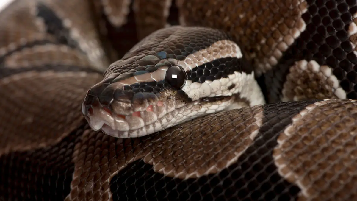 Die längste Schlange der Welt