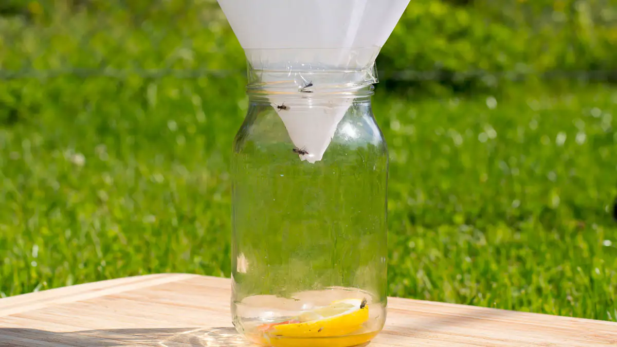 Fruchtfliegenfalle selber machen – so geht's