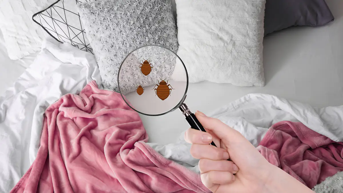 Bettwanzen-Plage in Deutschland: „So viele Fälle wie nie“