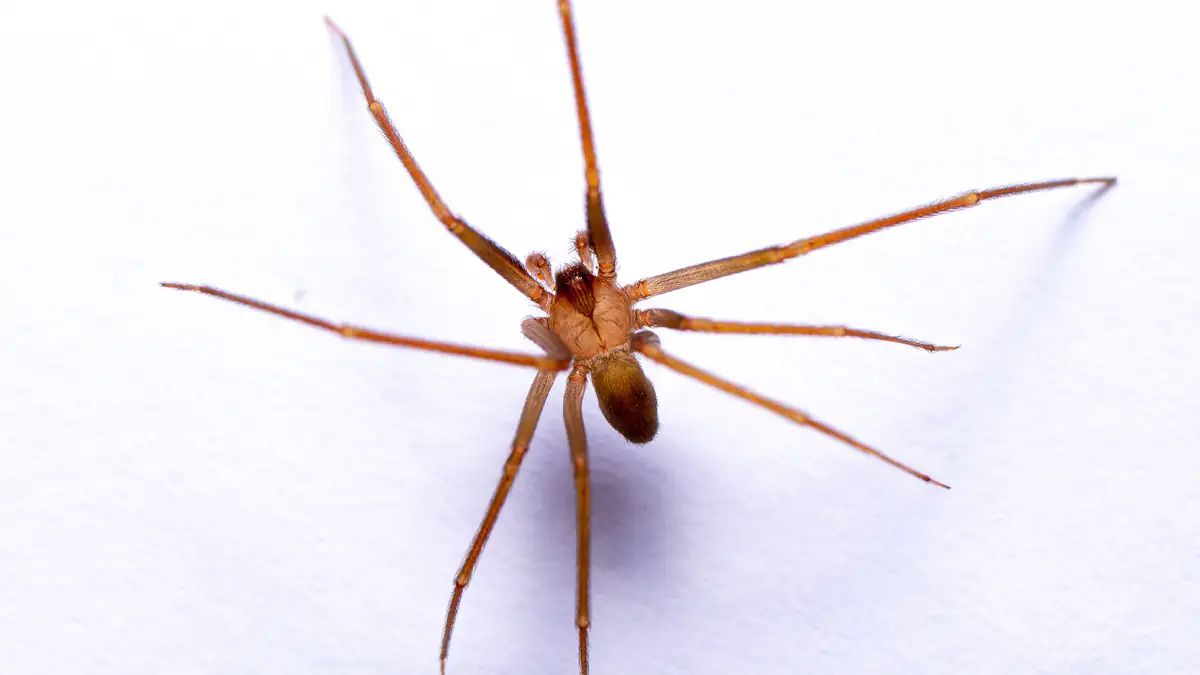 Zwei Todesfälle: Forscher warnen vor Violinspinne