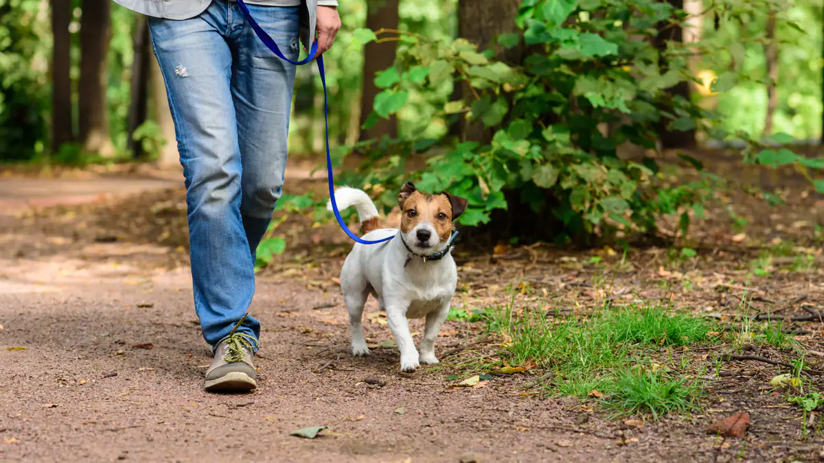 Jäger mit dringender Warnung: Waldspaziergänge sollten vermieden werden