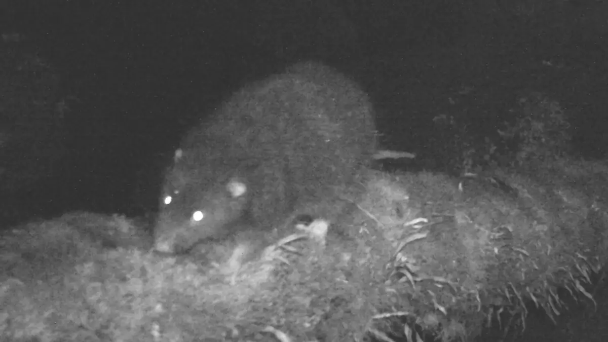 Nichts für schwache Nerven: Forscher entdecken gigantische Ratte