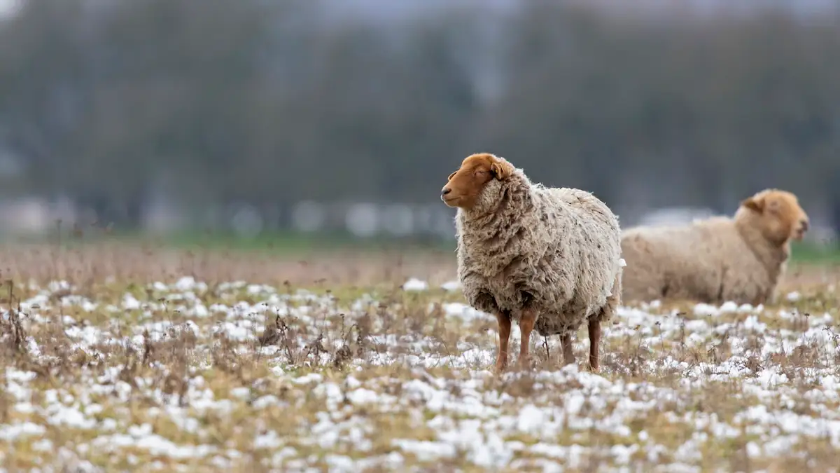 Auf Hitze folgt Kälte: Kommt die „Schafskälte“ dieses Jahr verfrüht?