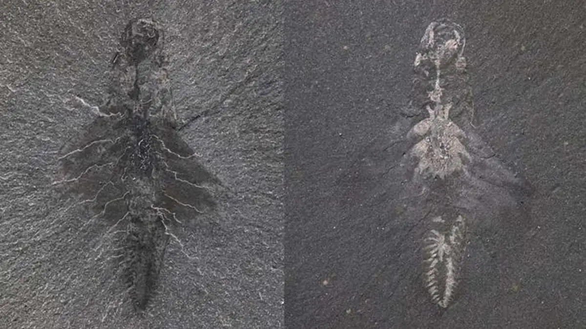 Winzig und tödlich: Forscher entdecken 500 Millionen Jahre altes Raubtier