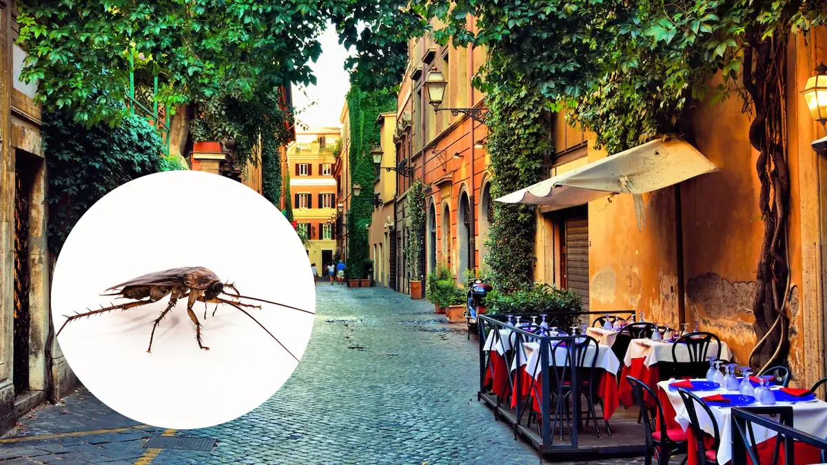 Kakerlaken-Plage: Beliebte Urlaubsorte haben riesiges Schädlingsproblem