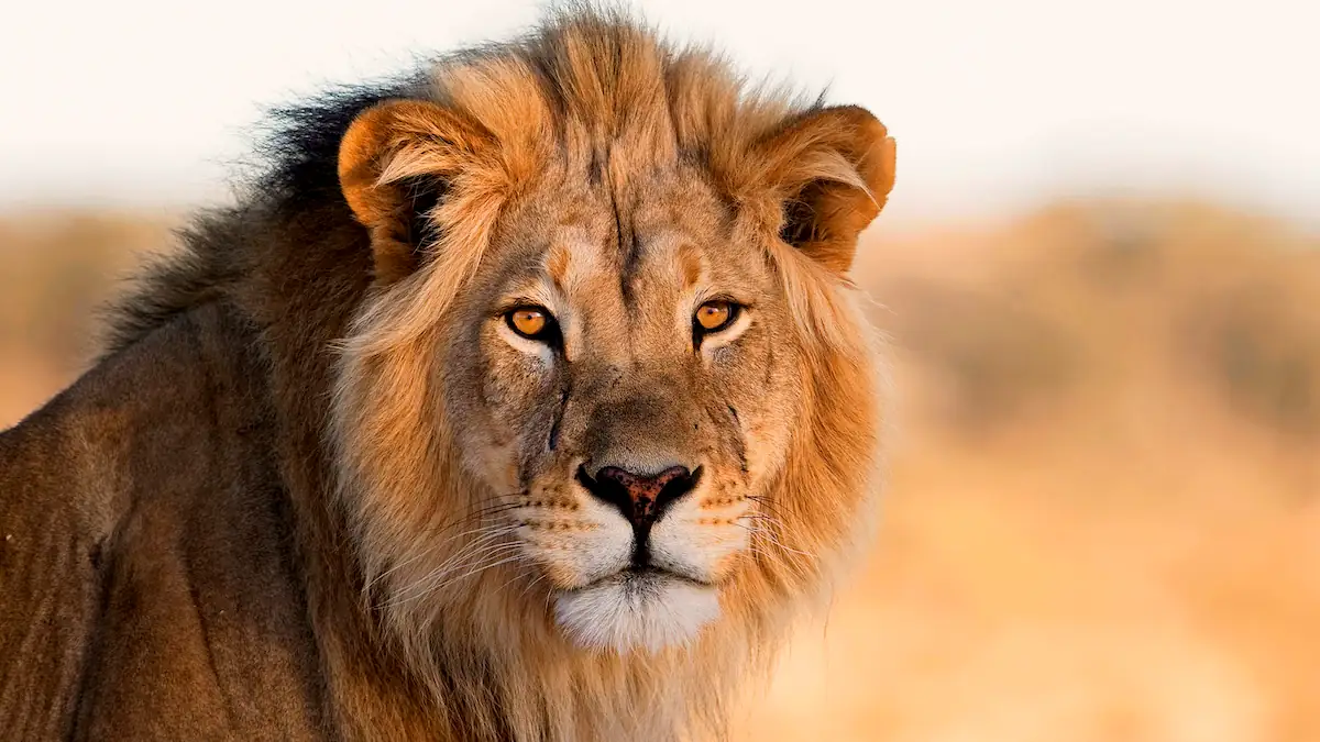 Beeindruckende Geschichte: Löwen retteten 12-Jährige vor Entführern