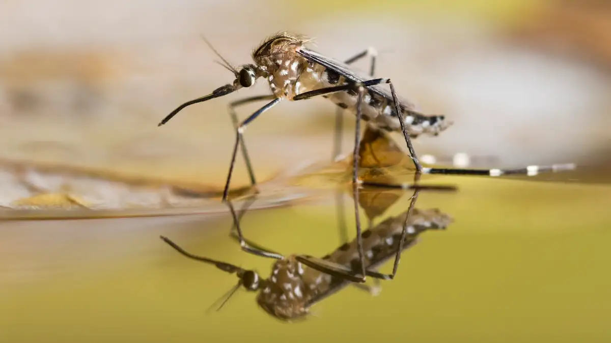 Hausmittel gegen Mücken: So wird man die Insekten los