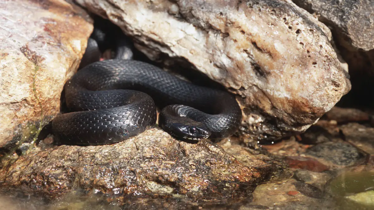 Immer mehr schwarze Schlangen in Deutschland: Was Bürger jetzt wissen müssen