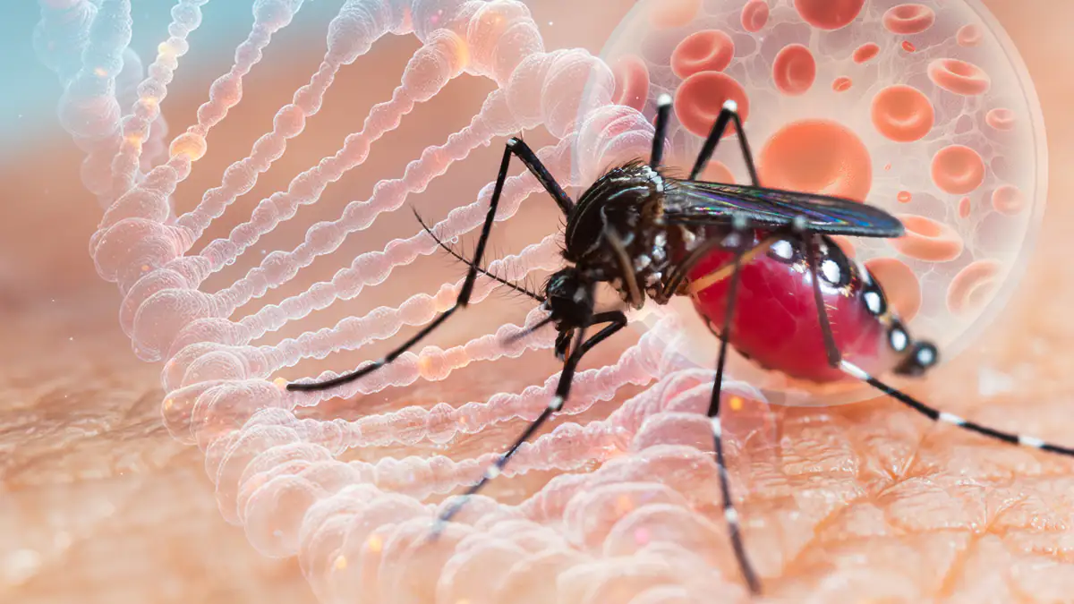 Gefahr durch die Tigermücke: Franzose mit Chikungunya-Virus infiziert