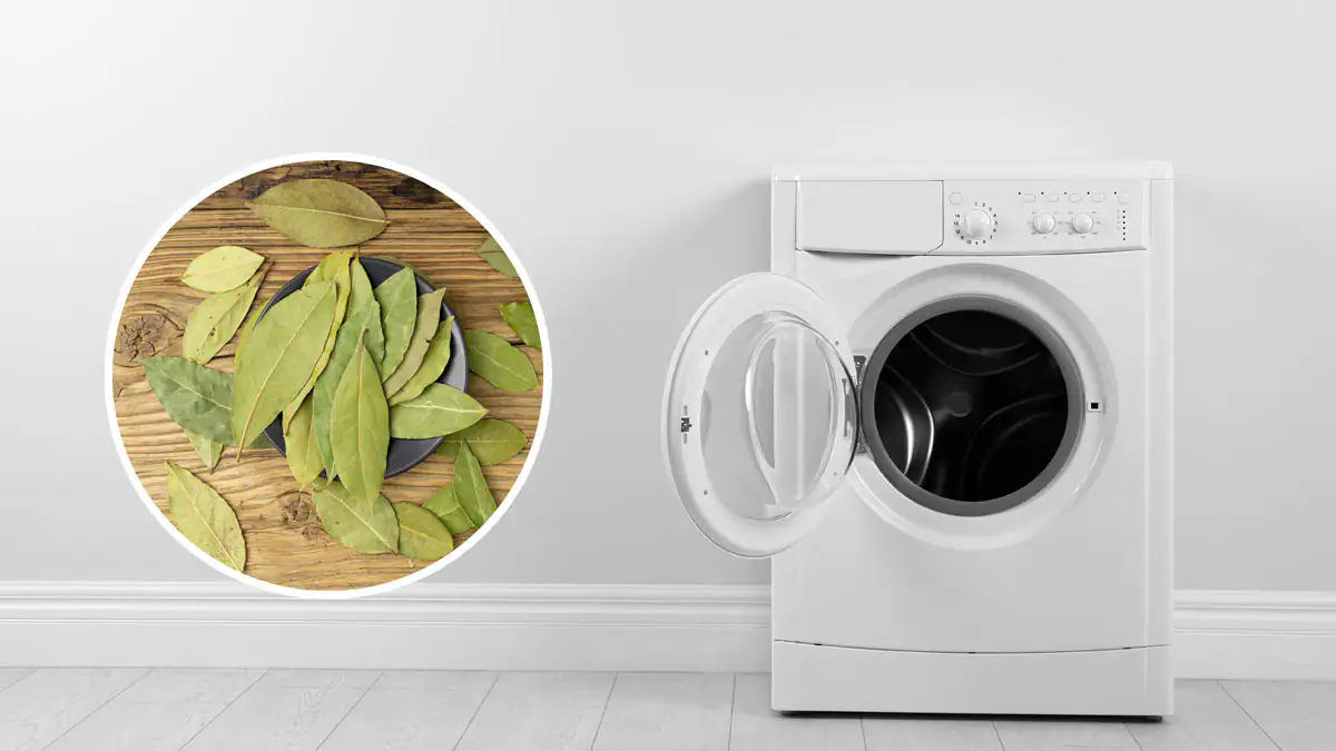 Praktischer Hack oder Mythos? Das bringen Lorbeerblätter in der Waschmaschine wirklich