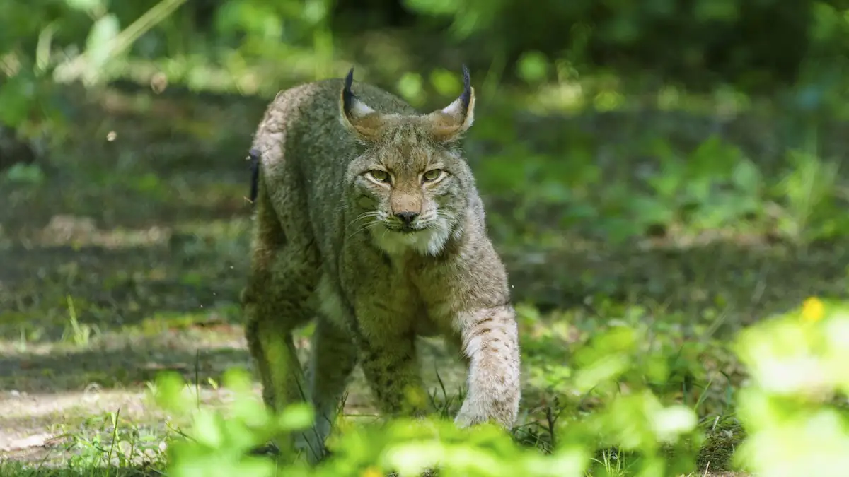 Zoo bittet um Haustierspende als Raubtierfutter