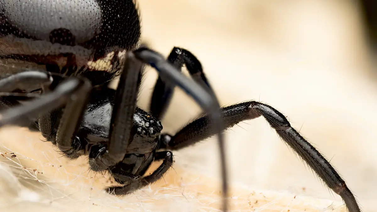 „Fenster schließen“: Experten warnen vor Spinne – sie ist auch in Deutschland angekommen