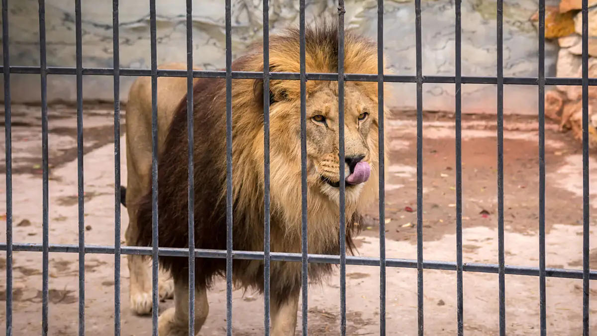 Nach kontroversem Aufruf: Mutter verfüttert Pony ihrer Tochter an Löwen
