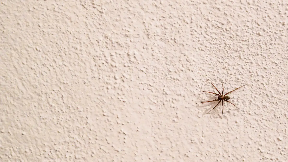 Warum man Spinnen auf keinen Fall mit dem Staubsauger einsaugen sollte