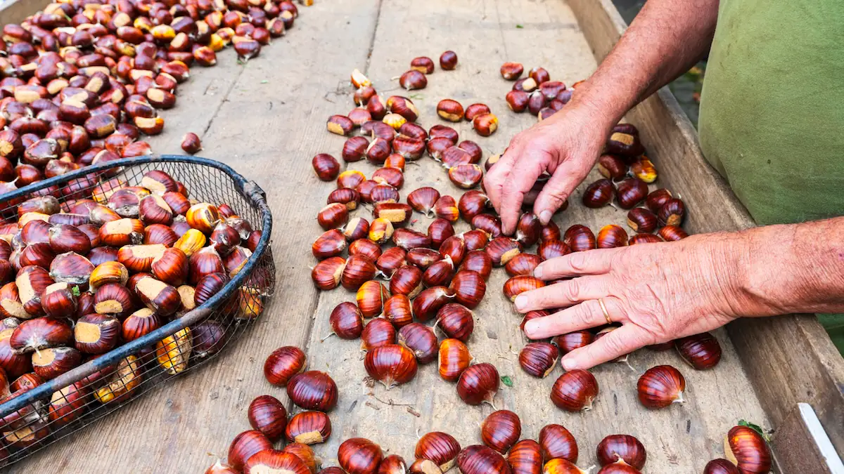 Kastanien: 5 wissenswerte Fakten über die Nuss, die kaum jemand kennt