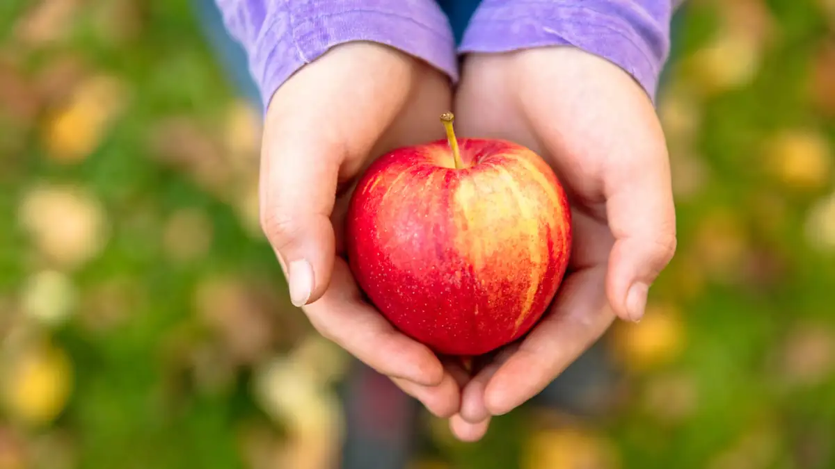 Alte Volksweisheit: Hält ein Apfel am Tag wirklich gesund?