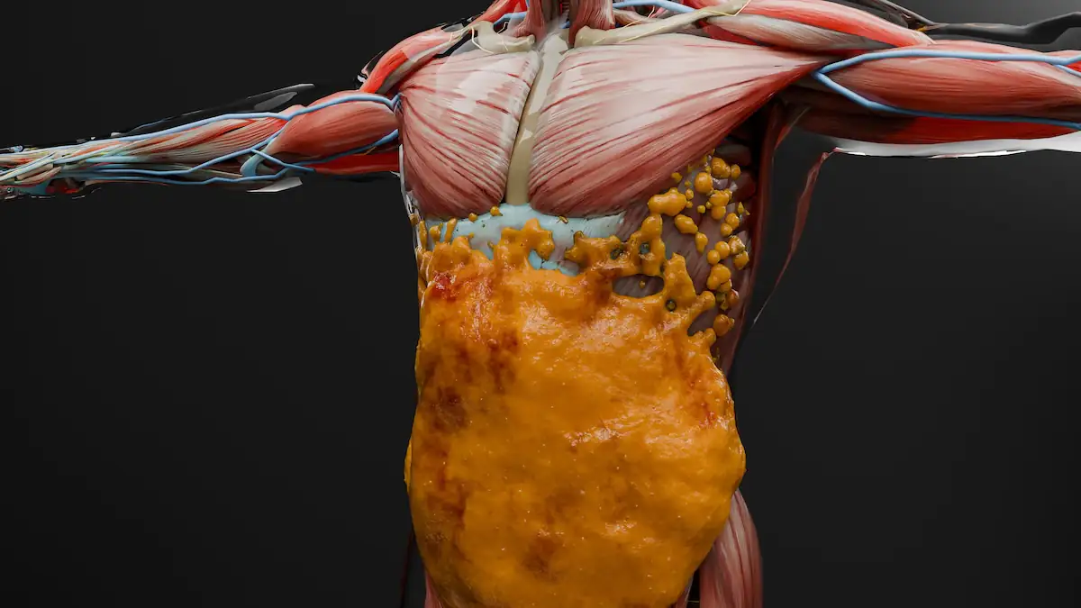 36 Stunden fasten: Simulation zeigt, was dabei im Körper passiert