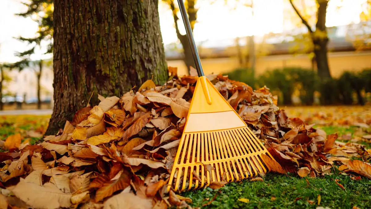 Bis zu 50.000 Euro Bußgeld drohen: Diese Fehler sollte man im Herbst nicht machen