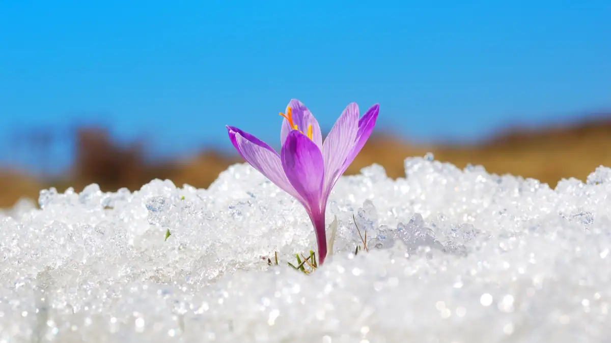 Bauernregel: Dieser Tag soll Frühlingswetter ankündigen