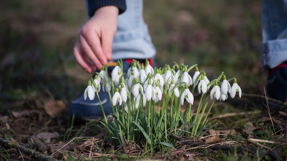 Schneeglöckchen pflücken: Warum es dafür ein saftiges Bußgeld gibt