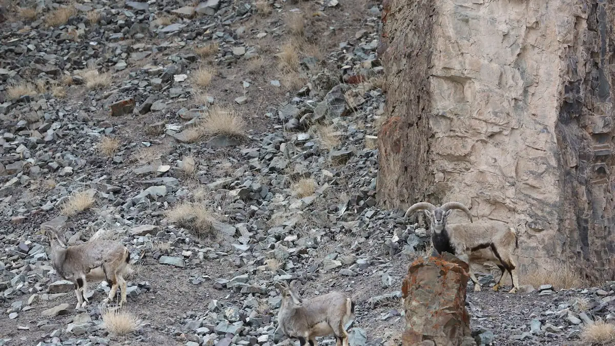 Wer kann den Schneeleoparden entdecken? Foto wird im Netz diskutiert