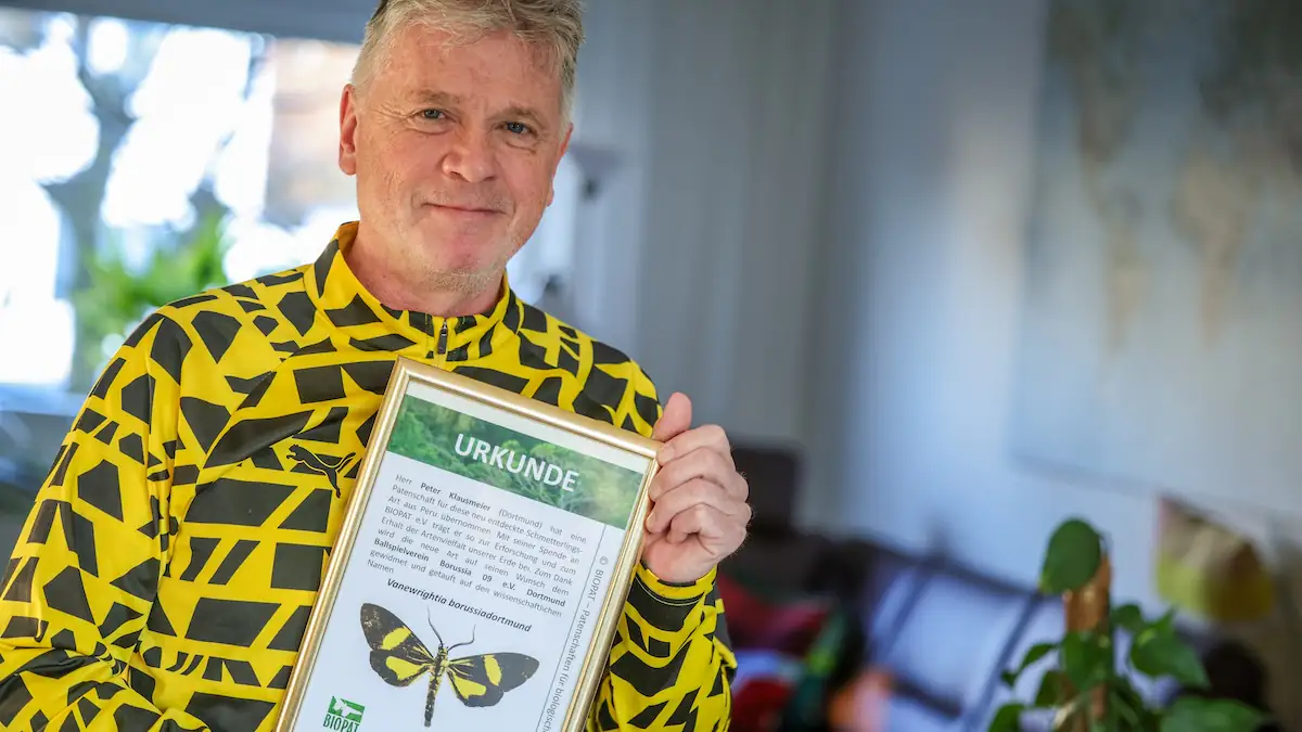 Neu entdeckter Schmetterling wird nach dem BVB benannt