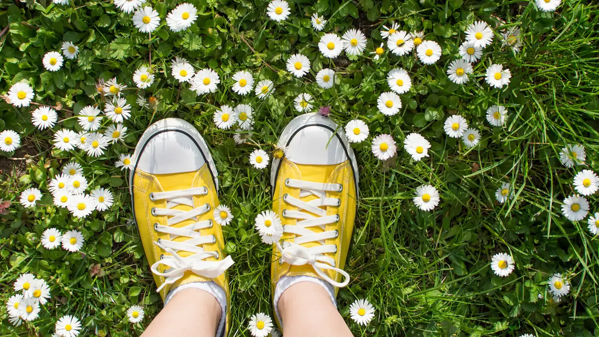 Nicht nur schön: Warum man Gänseblümchen im Rasen nicht ignorieren sollte