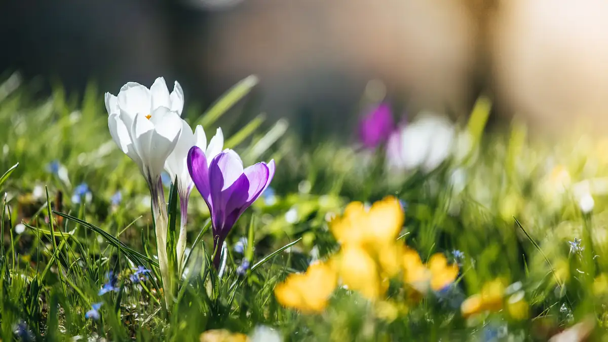 Entscheidet dieser Tag im März über das restliche Jahr? Das steckt hinter der Bauernregel
