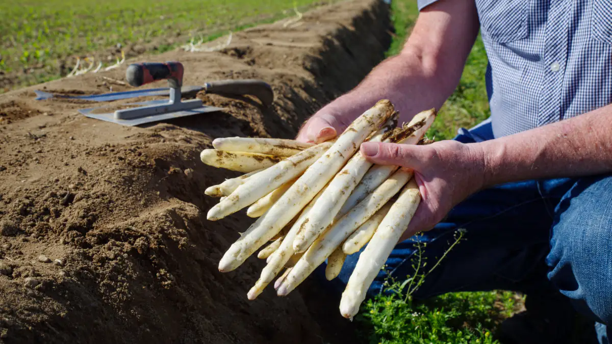 Spargel-Saison 2026: Deshalb wird das Superfood dieses Jahr besonders teuer