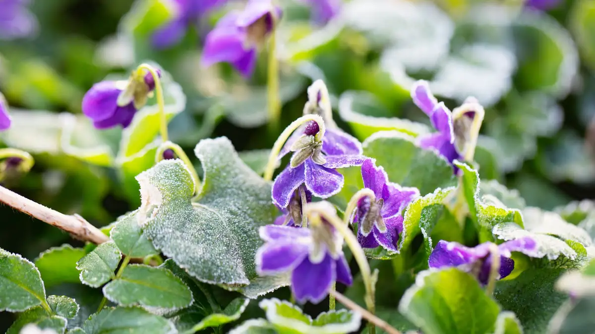 Eisheilige 2026: Überraschend frühe Kältewelle, dann bis zu 30 Grad