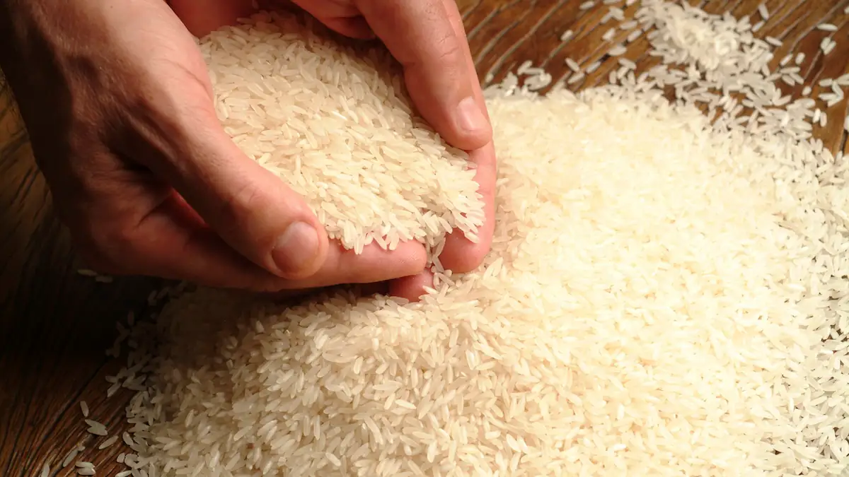 Schimmelpilzgift entdeckt: Großer Rückruf für zwei Reissorten