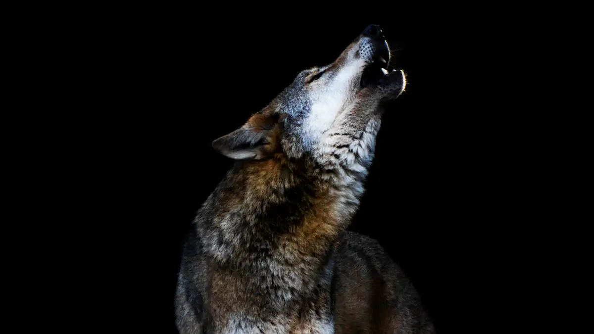 Nach Angriff in Hamburg: Wie sollte man sich verhalten, wenn plötzlich ein Wolf auftaucht?