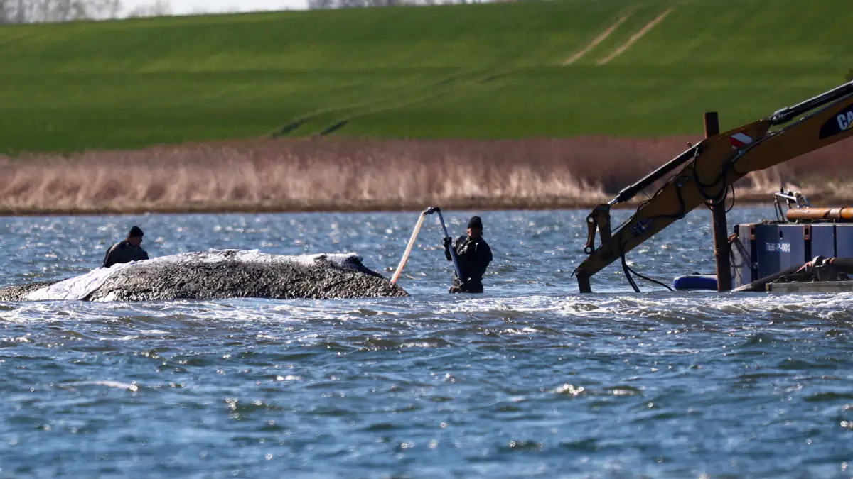 Wal Timmy auf dem Weg in die Nordsee: Wird er endlich frei sein?
