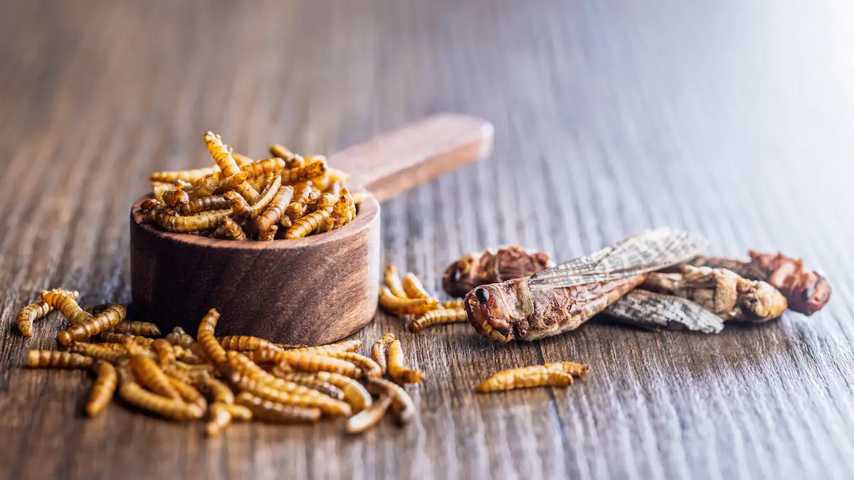 Schokolade, Gummibärchen und viele mehr: Diese Süßigkeiten enthalten Insekten