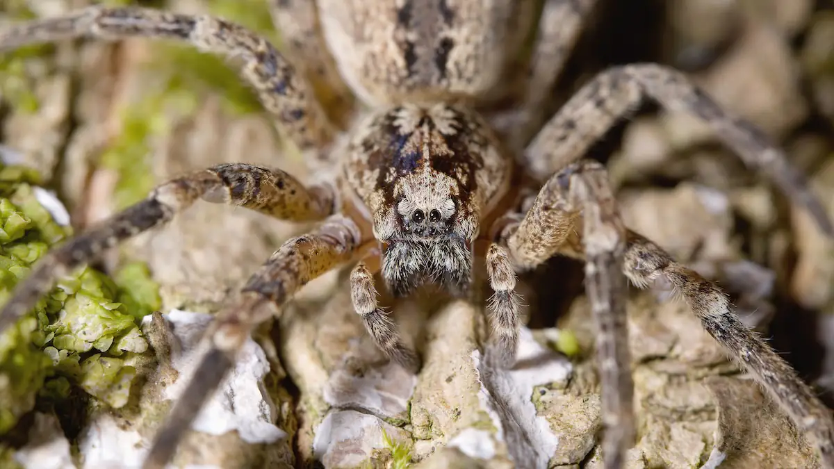 Vorsicht, Bissgefahr: Giftige Nosferatu-Spinne breitet sich in Deutschland aus