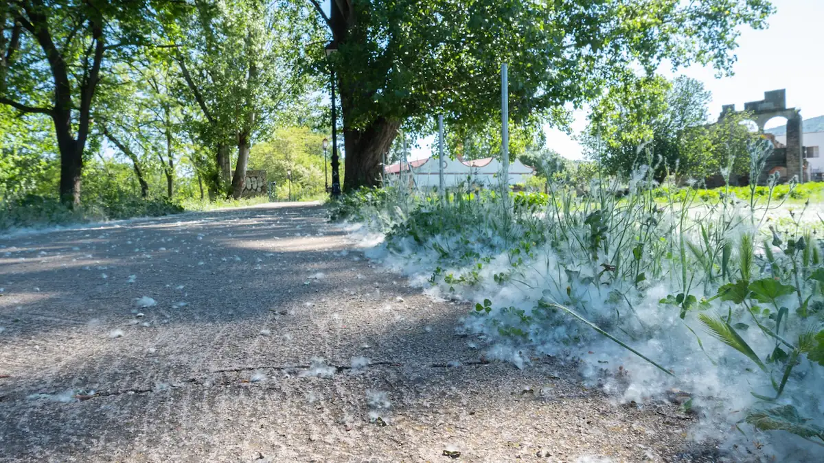Überall fliegt weißer Flaum: Warum Pappelwolle gefährlich sein kann