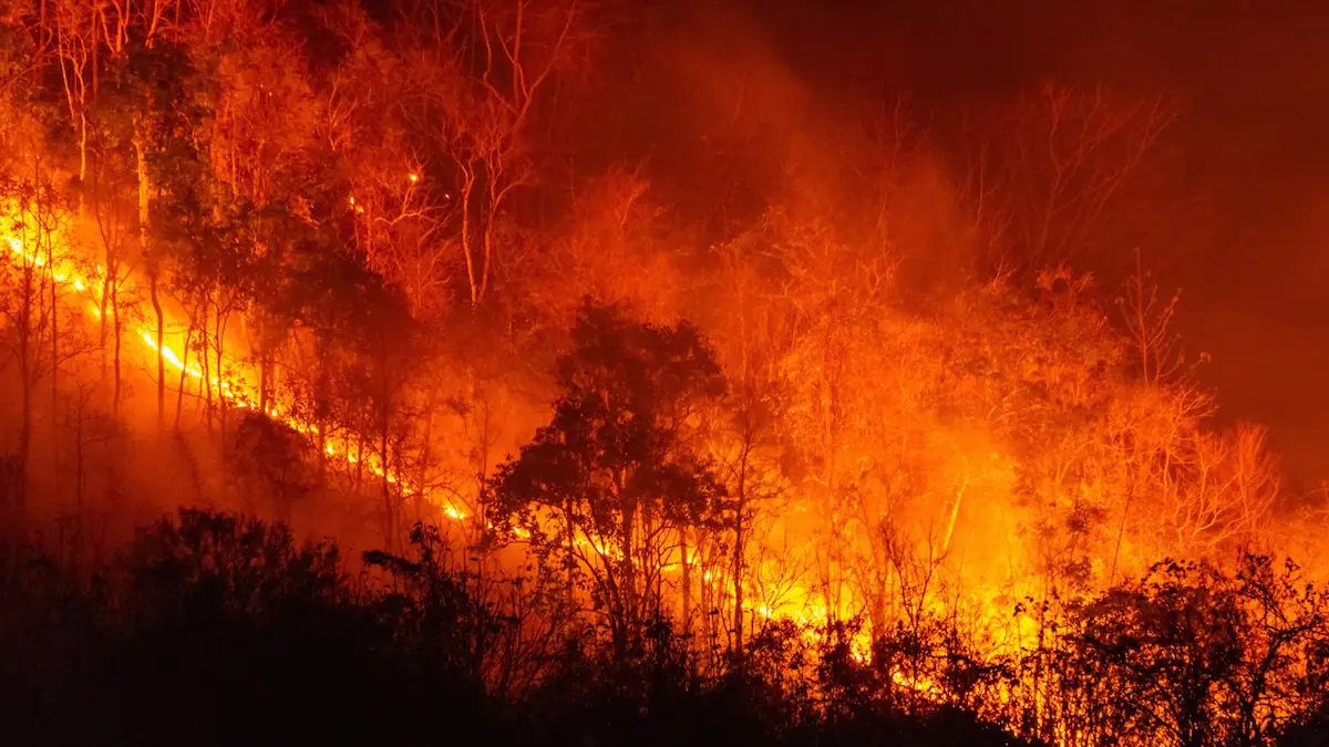 Waldbrandgefahr steigt: Die größten Fehler und wie man sich im Ernstfall rettet