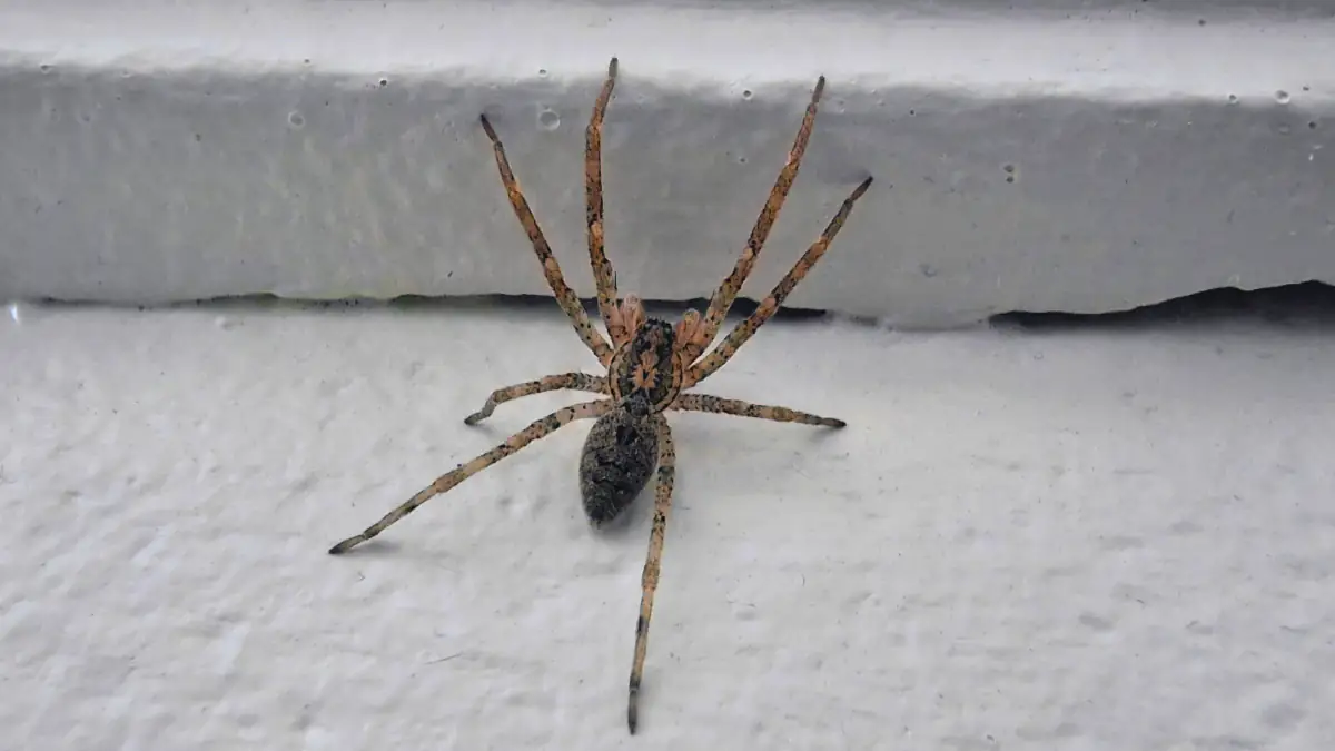 Nosferatu-Spinne ist mittlerweile fast überall: Bürger sollen Sichtung mit Foto melden